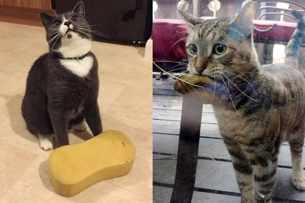 cats bring their humans unusual gifts