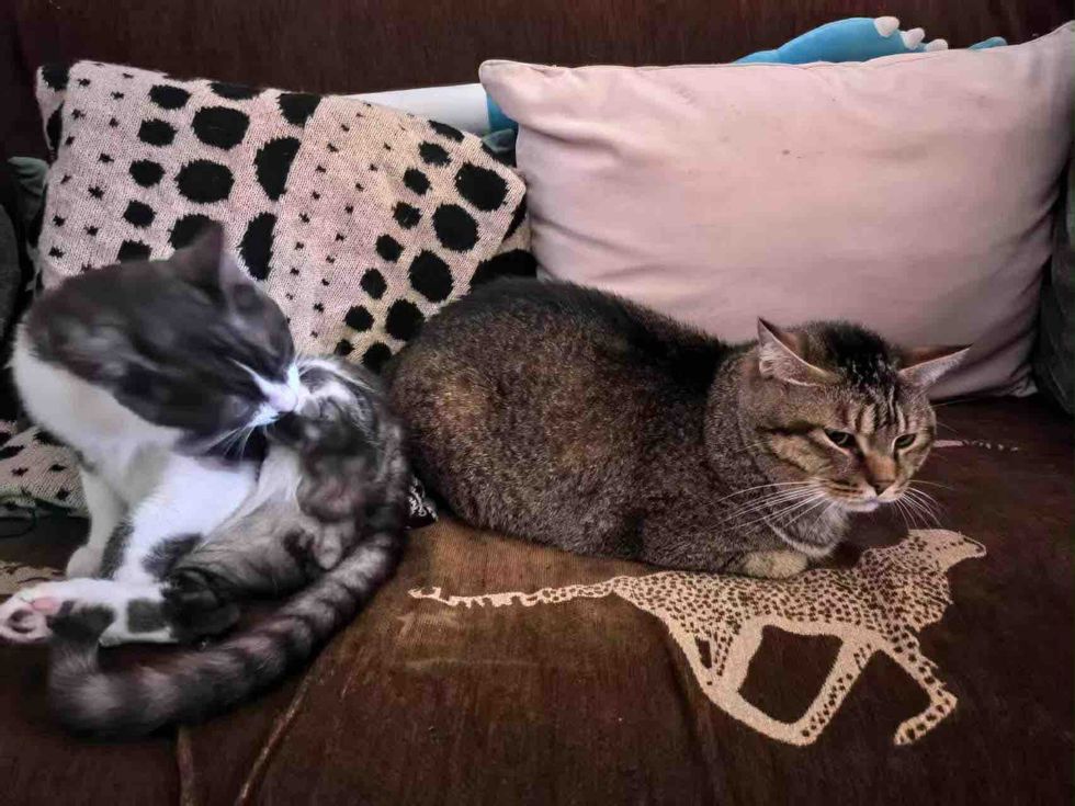 cats couch buddies