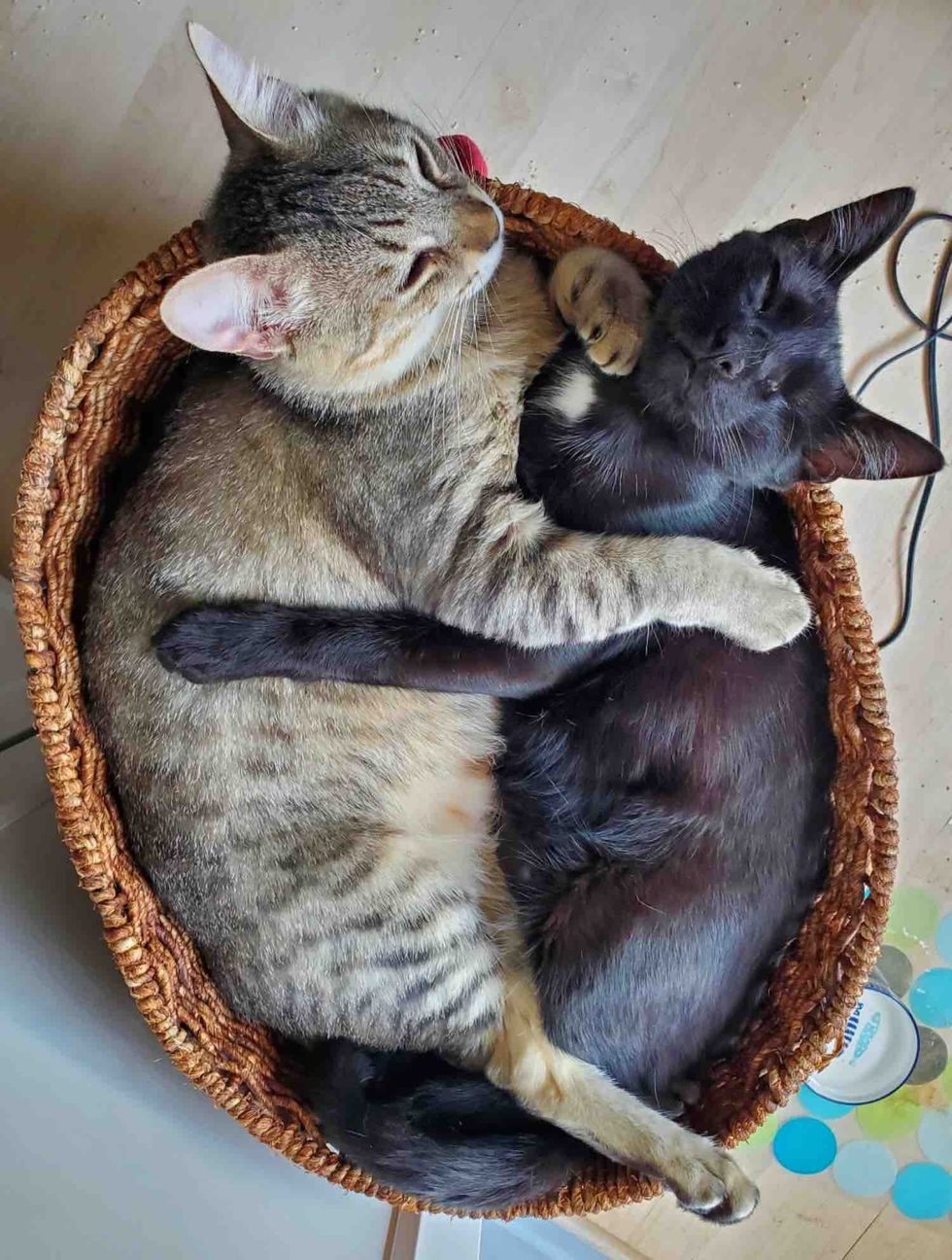 cats cuddles sleeping basket
