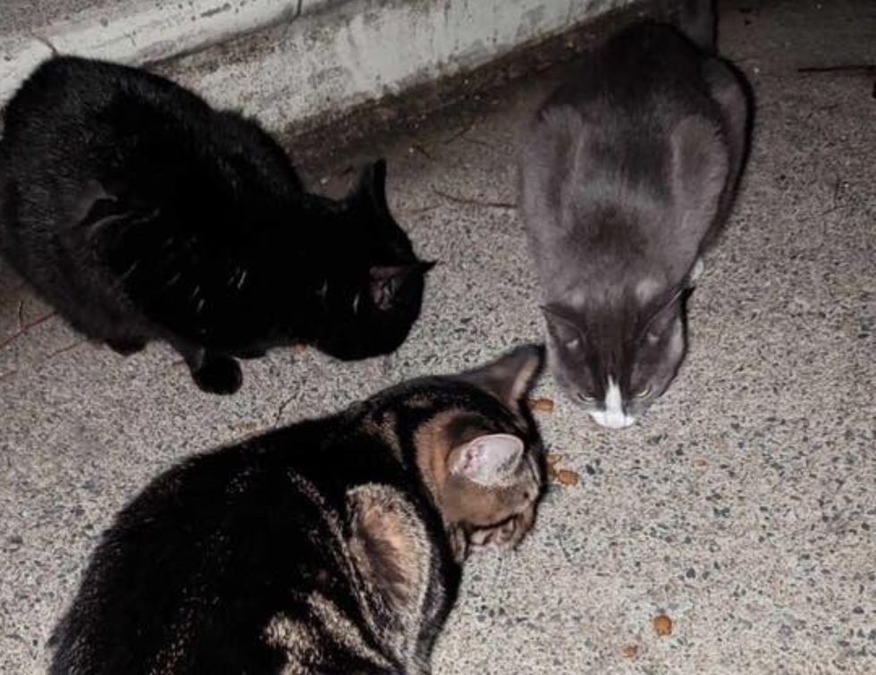 cats found outside