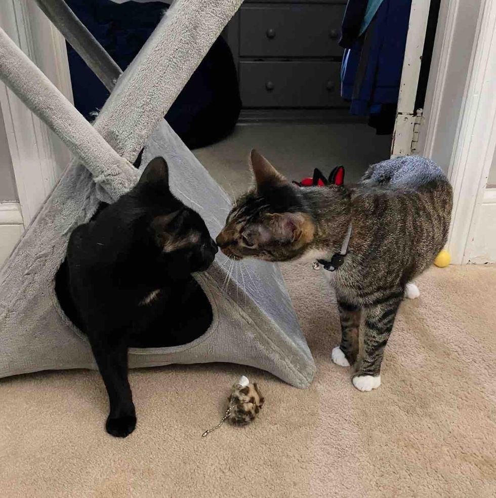 cats friends forever home