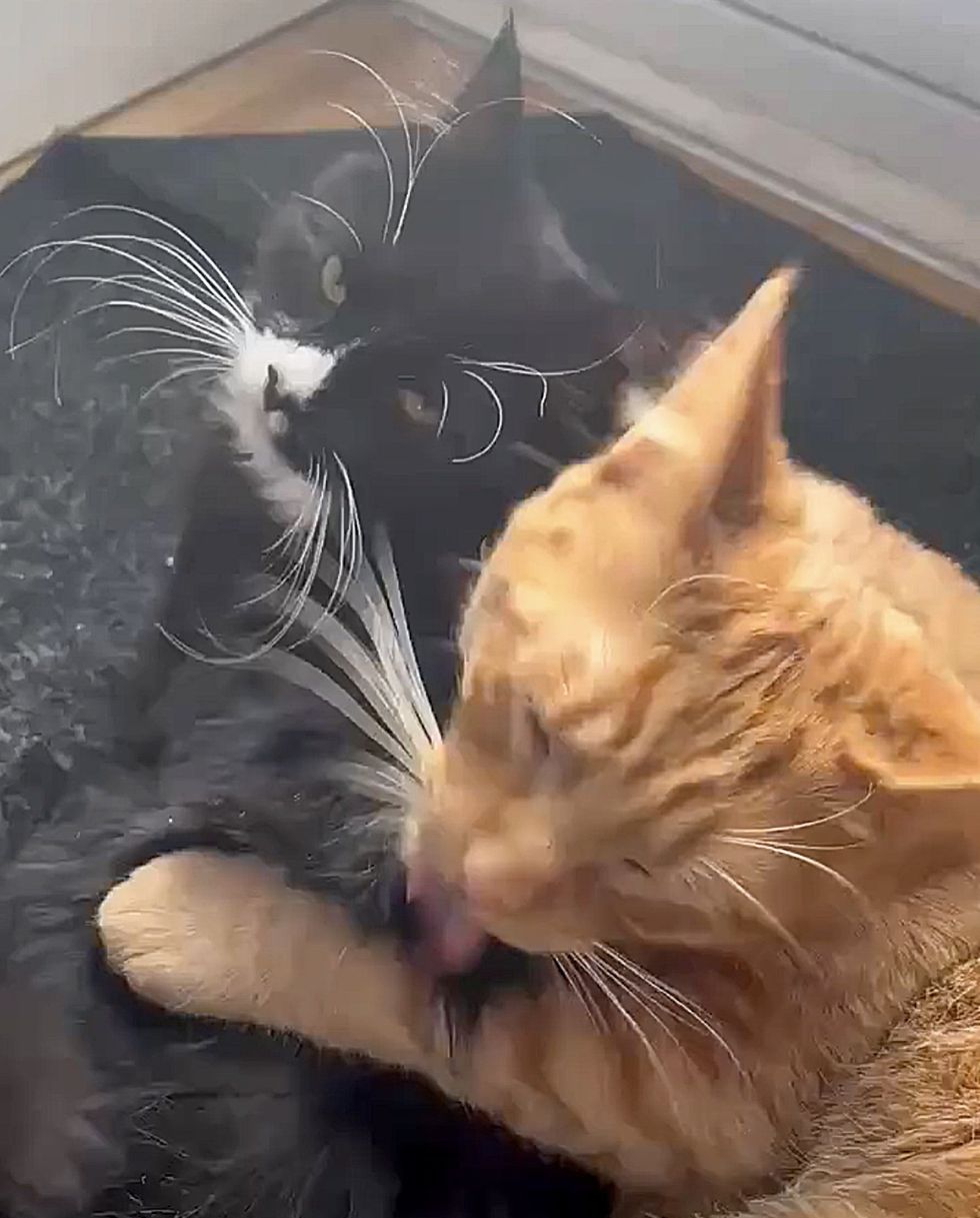 cats friends snuggles