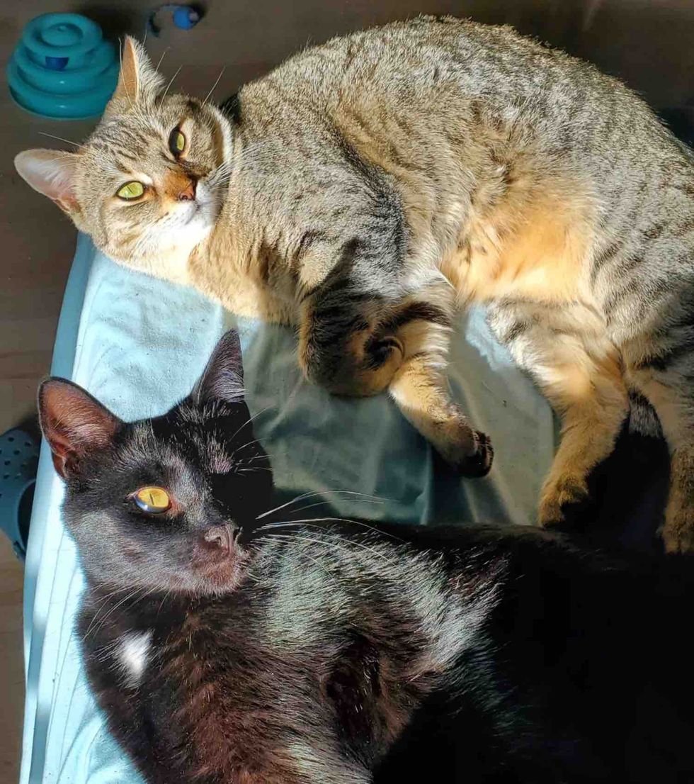 cats handsome sunbeams