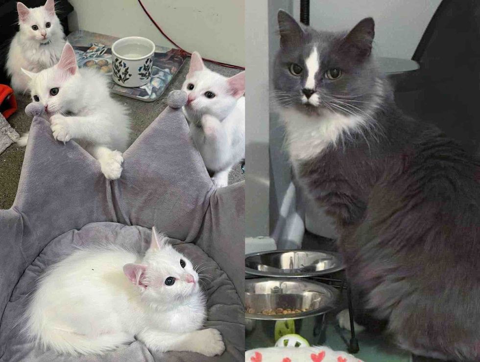 cats kittens indoor happy