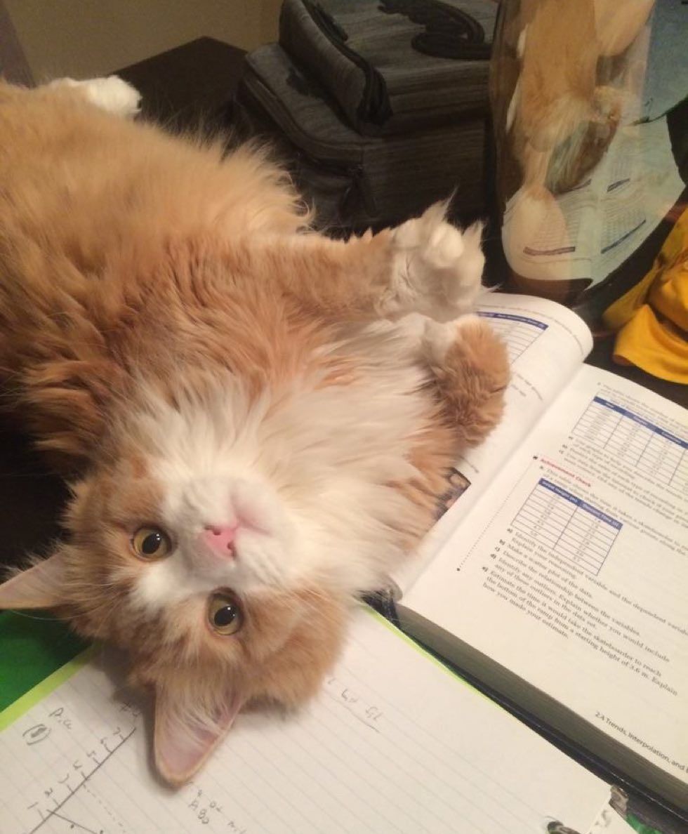 cats kittens purrfect perfect bookmarks