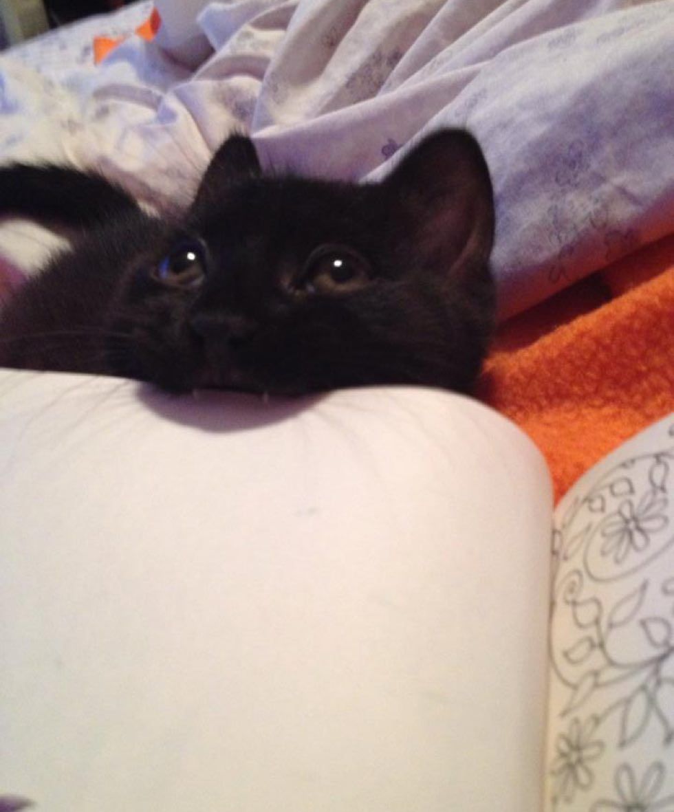 cats kittens purrfect perfect bookmarks