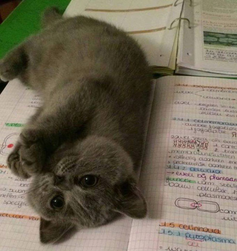 cats kittens purrfect perfect bookmarks