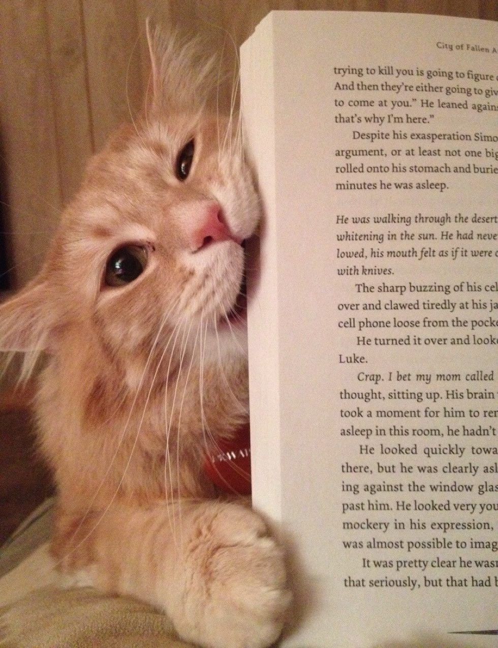 cats kittens purrfect perfect bookmarks