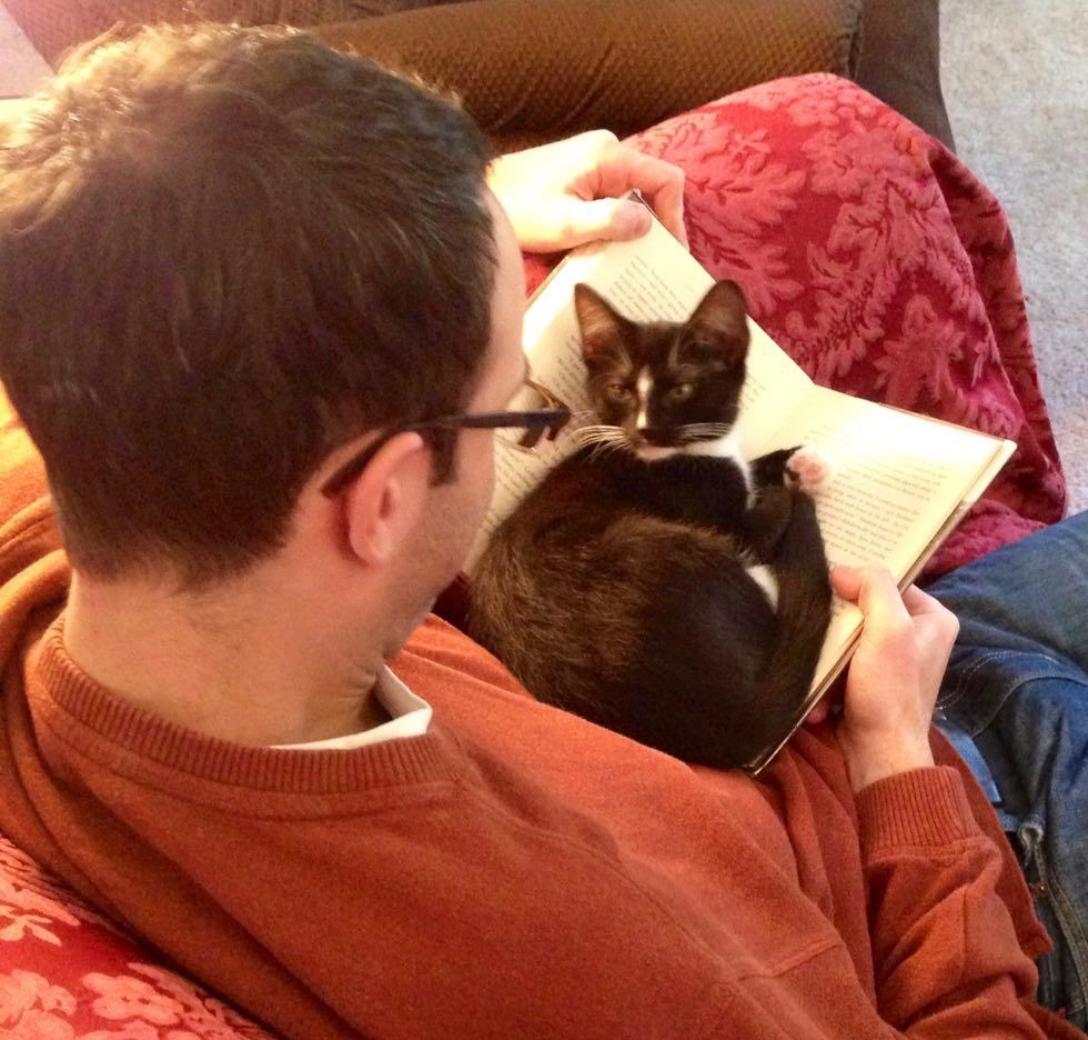 cats kittens purrfect perfect bookmarks