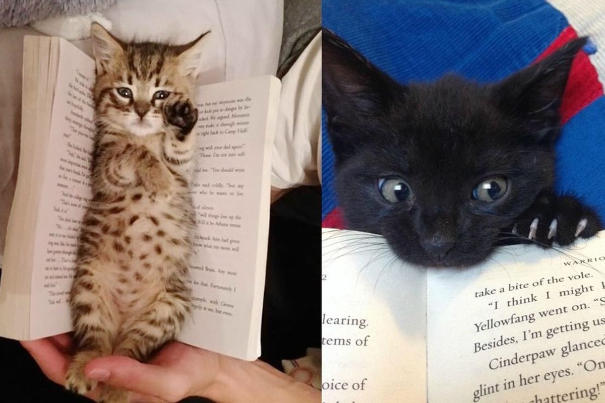 cats kittens purrfect perfect bookmarks