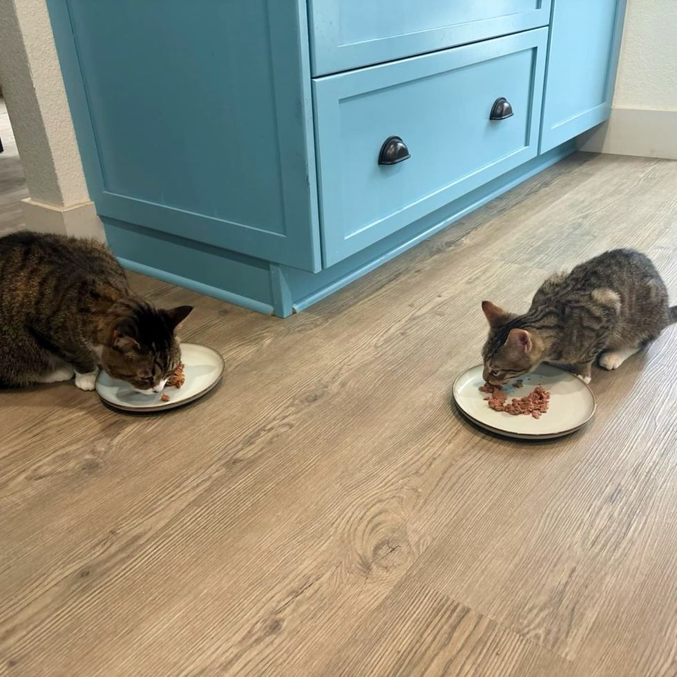 cats mealtime together