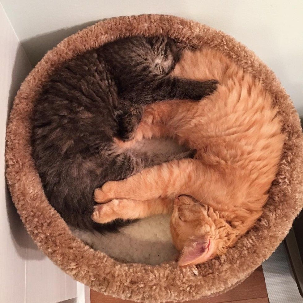 Cats Outgrowing Their Bed Together