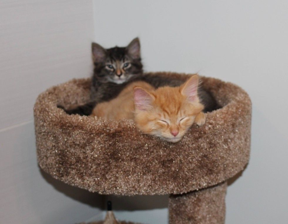 Cats Outgrowing Their Bed Together