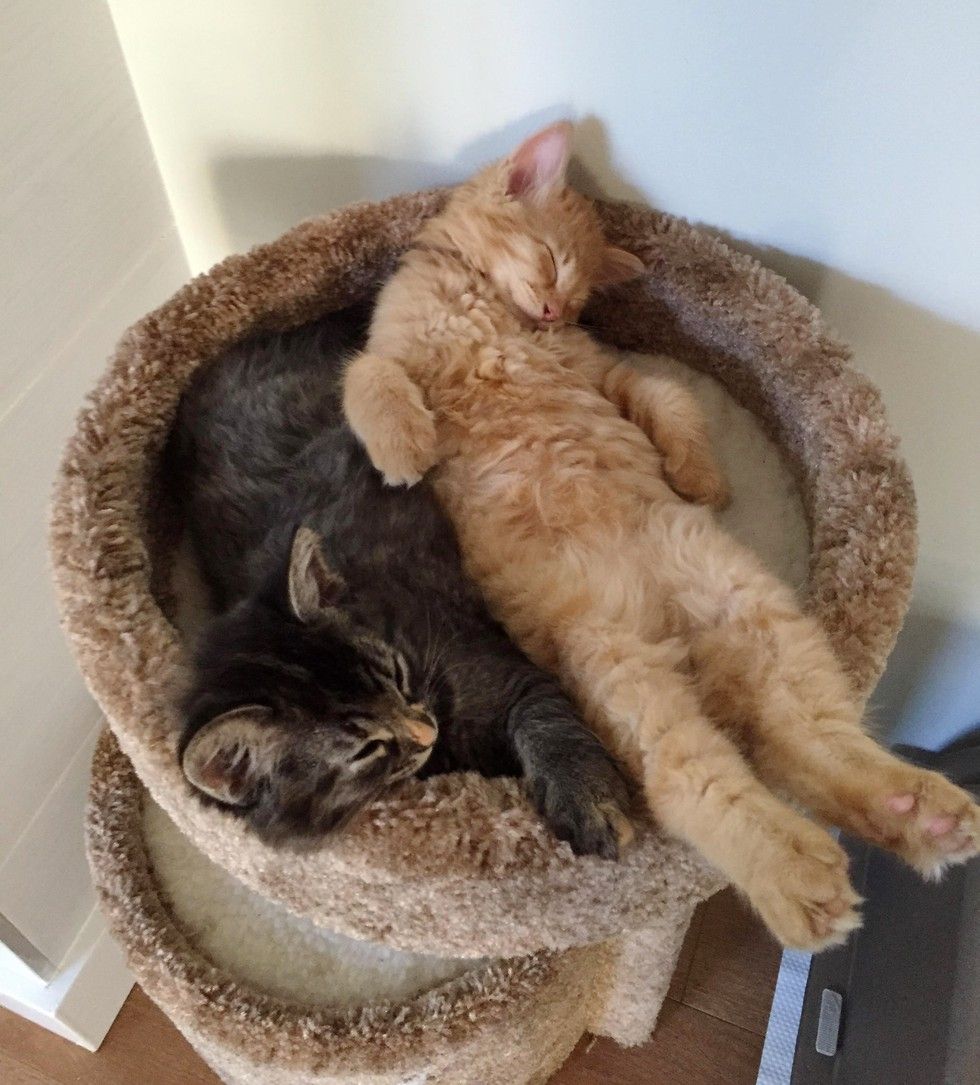 Cats Outgrowing Their Bed Together