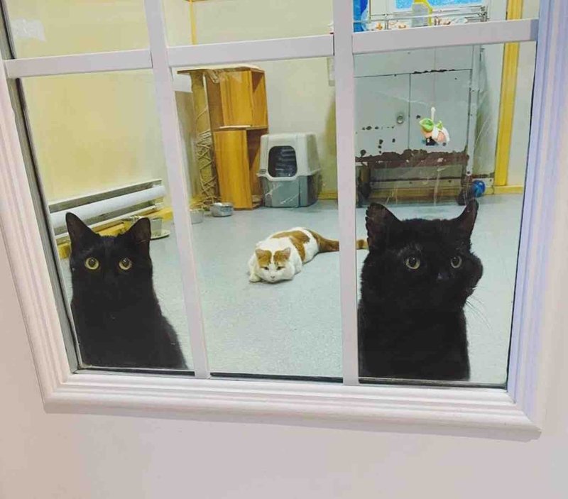 cats shelter waiting