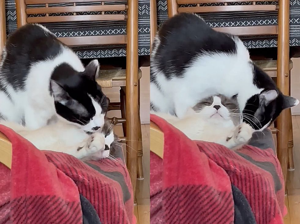 cats snuggles friends