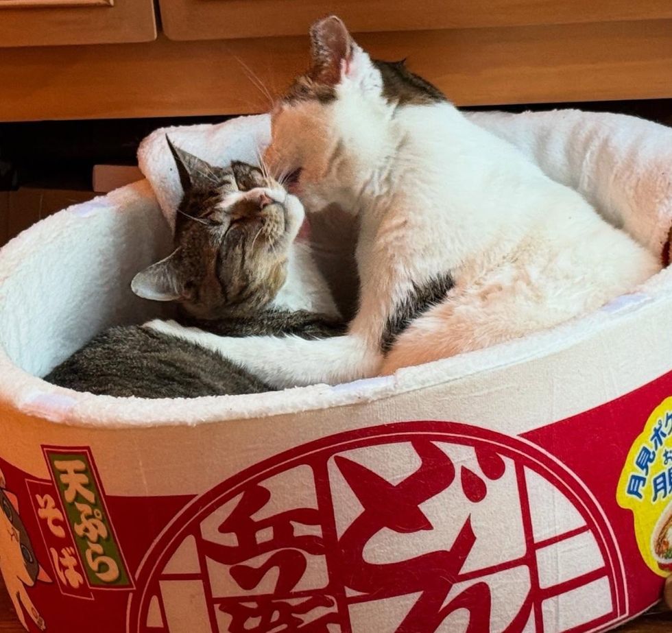 cats snuggly friends