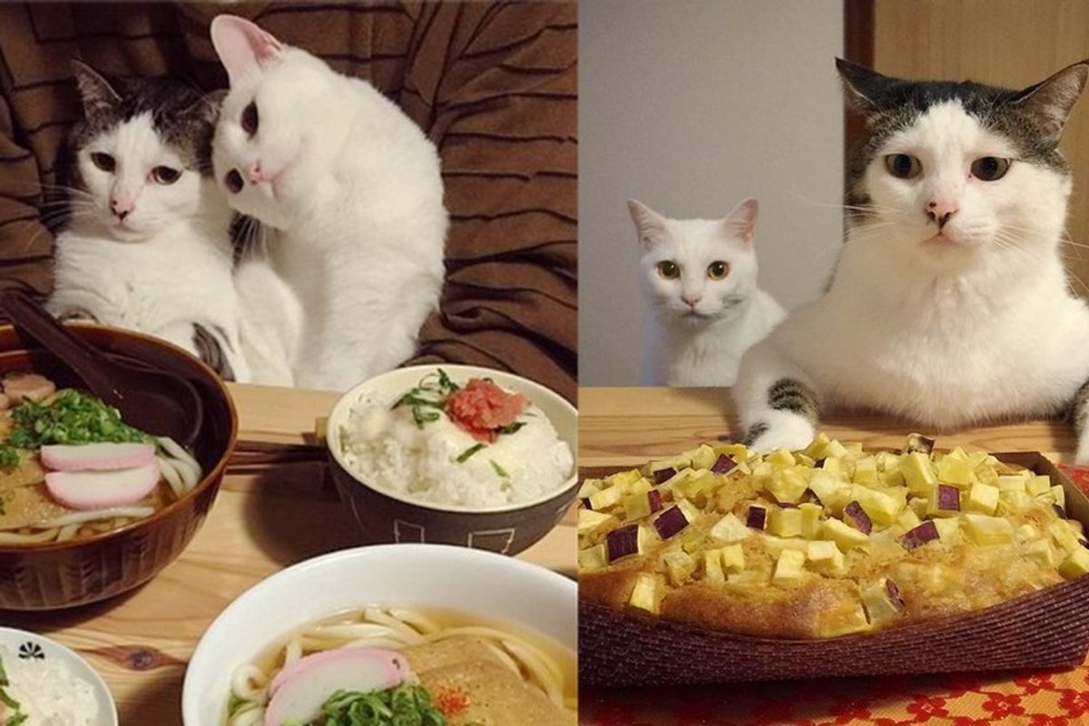 cats watch their humans eat dinner time