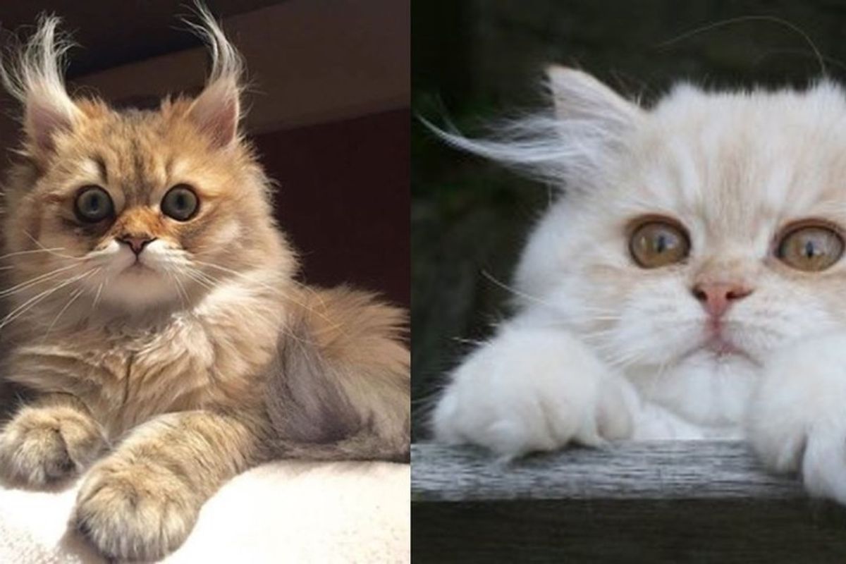 cats with crazy ear tufts