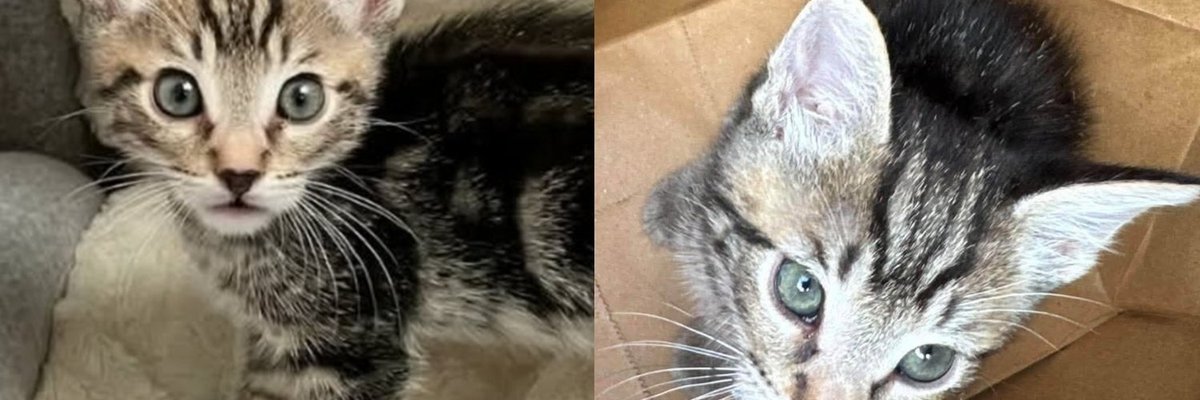 Kitten Carried Into a Rescue in a Crumpled Paper Bag Was Never Going to Let It Be the End of His Story