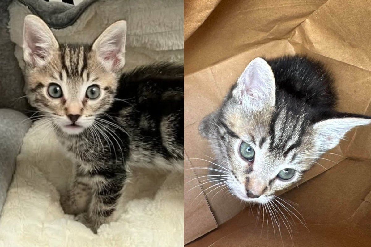 Kitten Carried Into a Rescue in a Crumpled Paper Bag Was Never Going to Let It Be the End of His Story