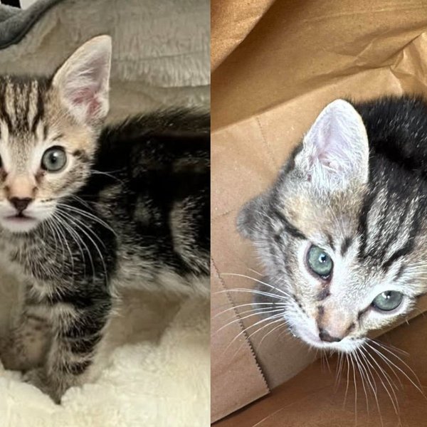 Kitten Carried Into a Rescue in a Crumpled Paper Bag Was Never Going to Let It Be the End of His Story