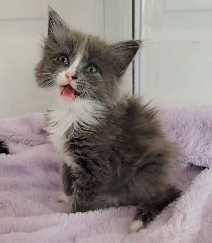 chatty fluffy kitten