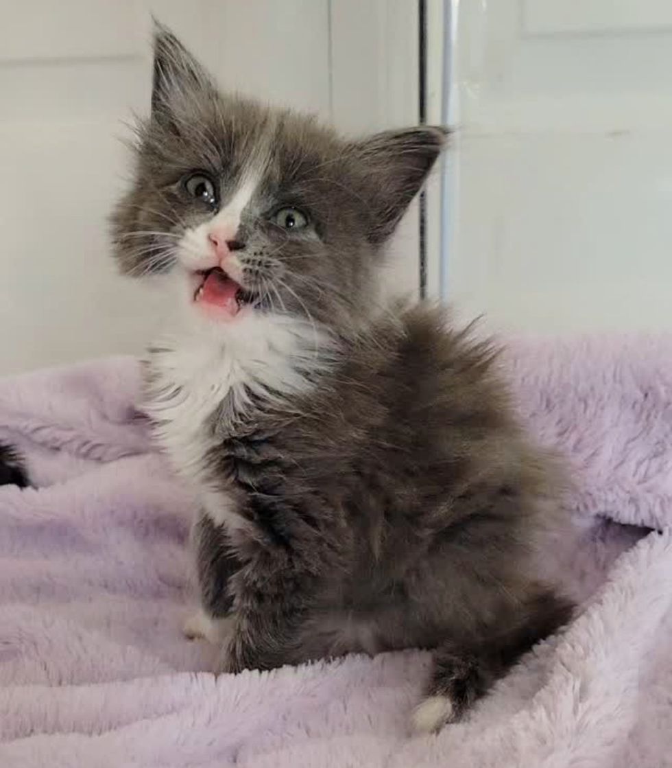 chatty fluffy kitten