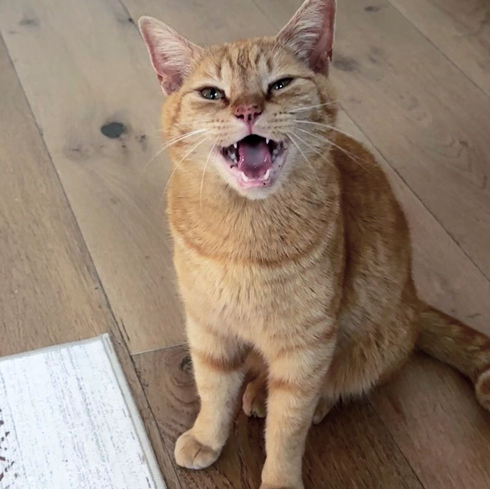 chatty orange tabby cat