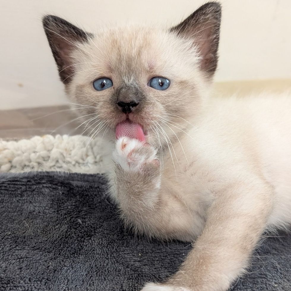 Chickadee as a tiny kitten licking her paw