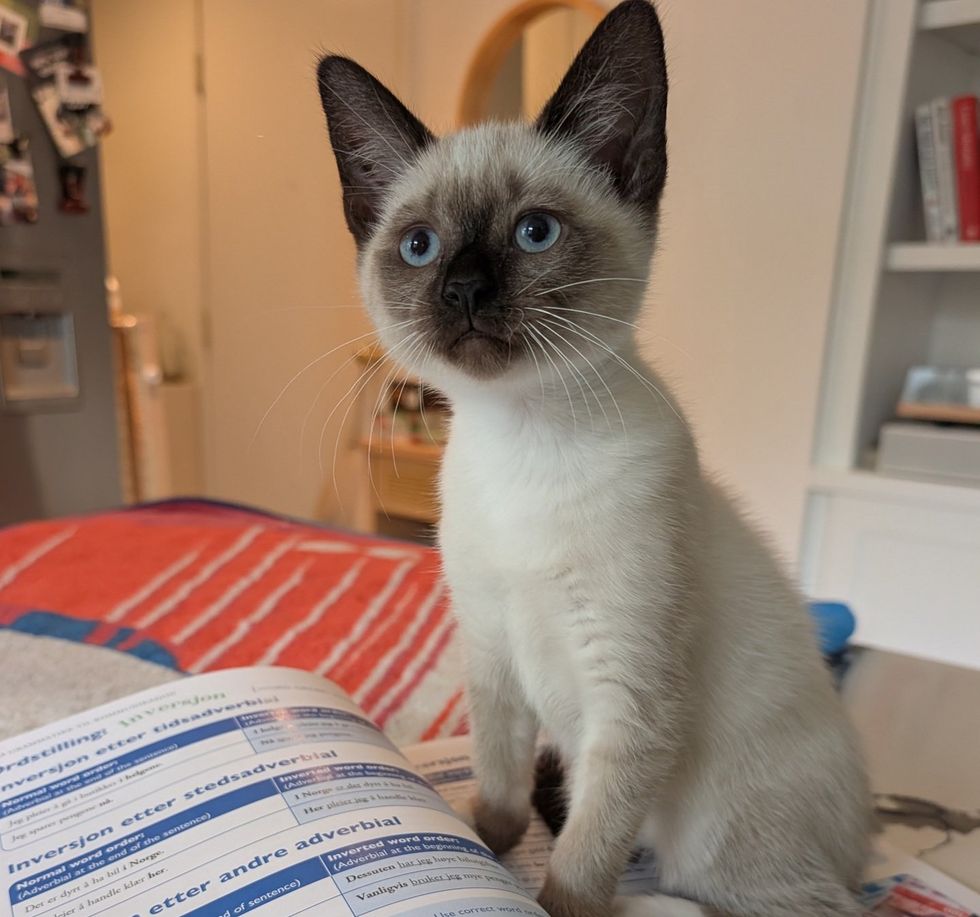 Chickadee as a tiny kitten sitting on a textbook