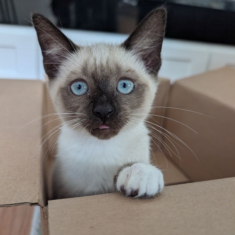 Chickadee peeking over the edge of a cardboard box with wide blue eyes