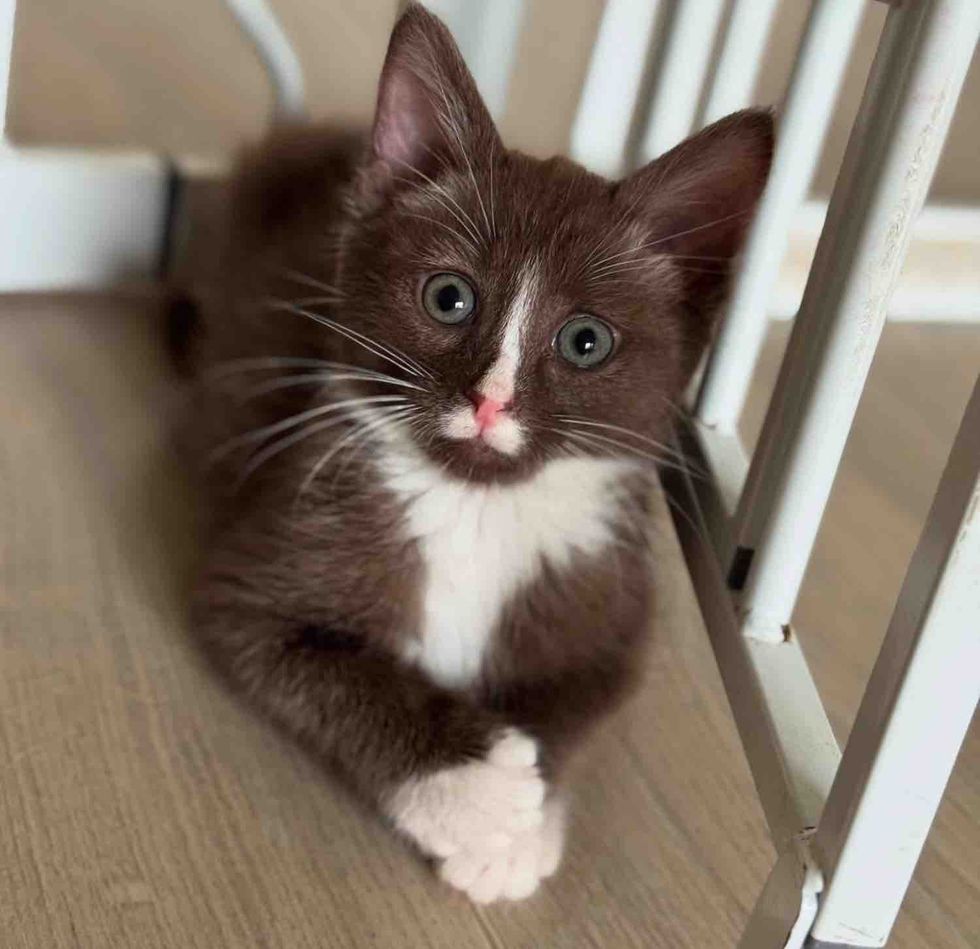chocolate brown kitten tuxedo