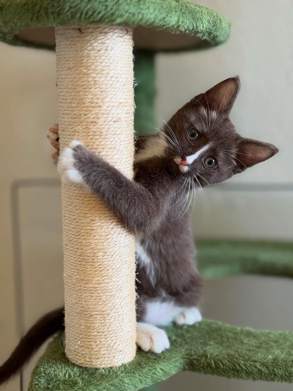 chocolate brown tuxedo kitten