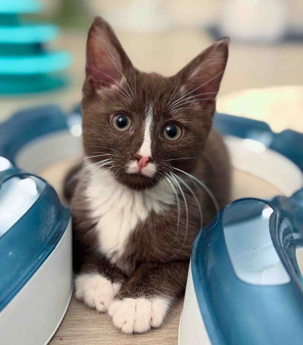 chocolate brown tuxedo kitten