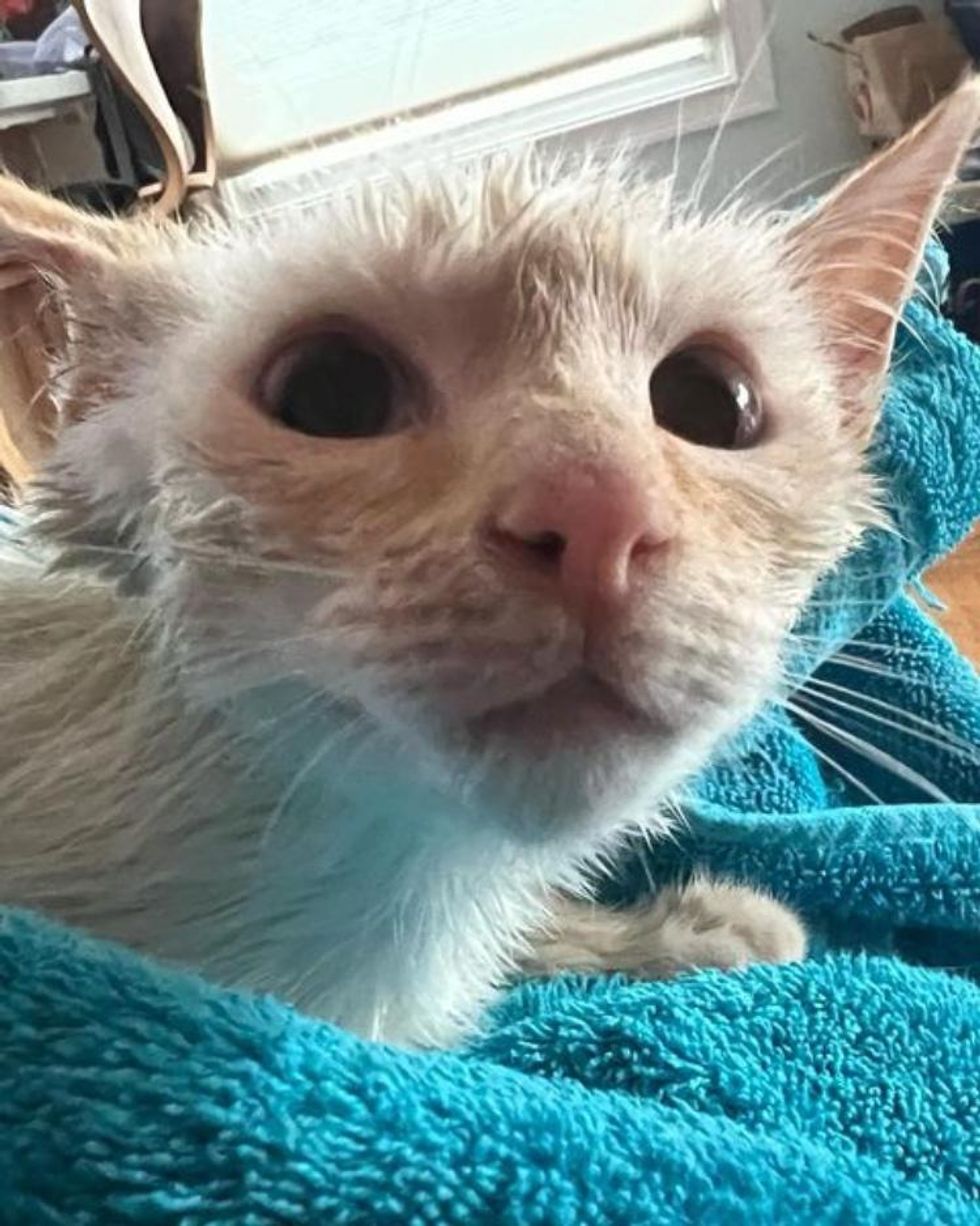 clean kitten