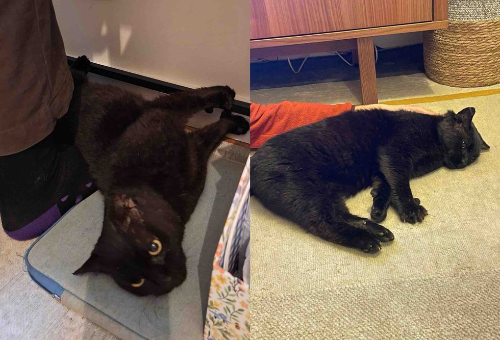 clingy cat office