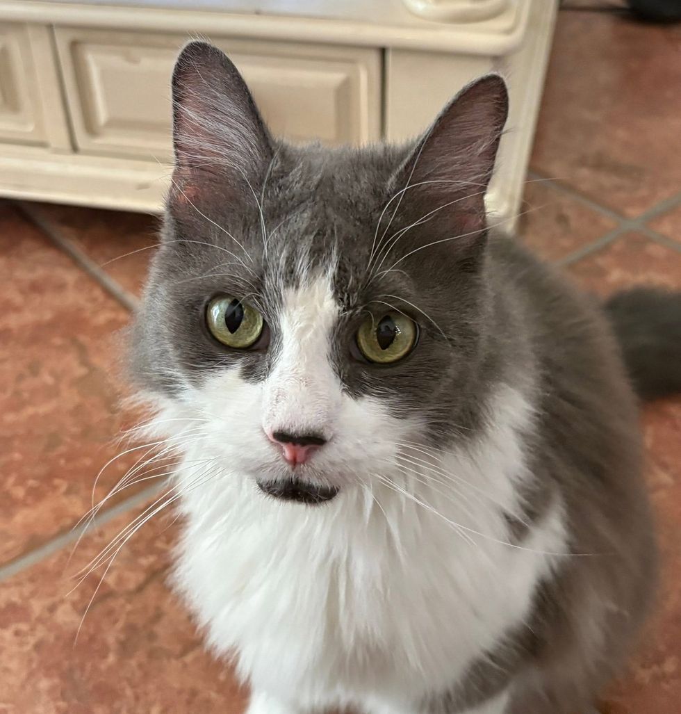 Close portrait of Lilith, green eyes, fluffy white chest