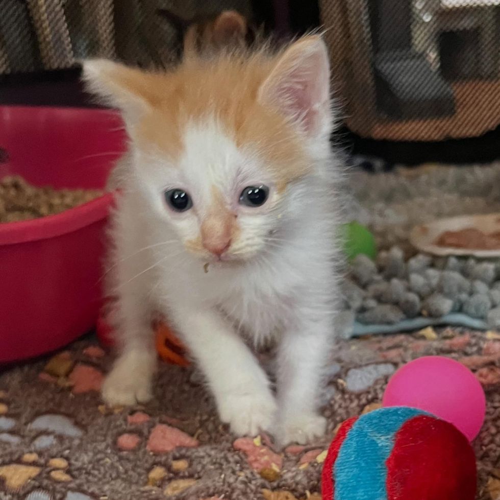 Close-up of a calico kitten's face, whiskers fanned out, looking slightly off camera.