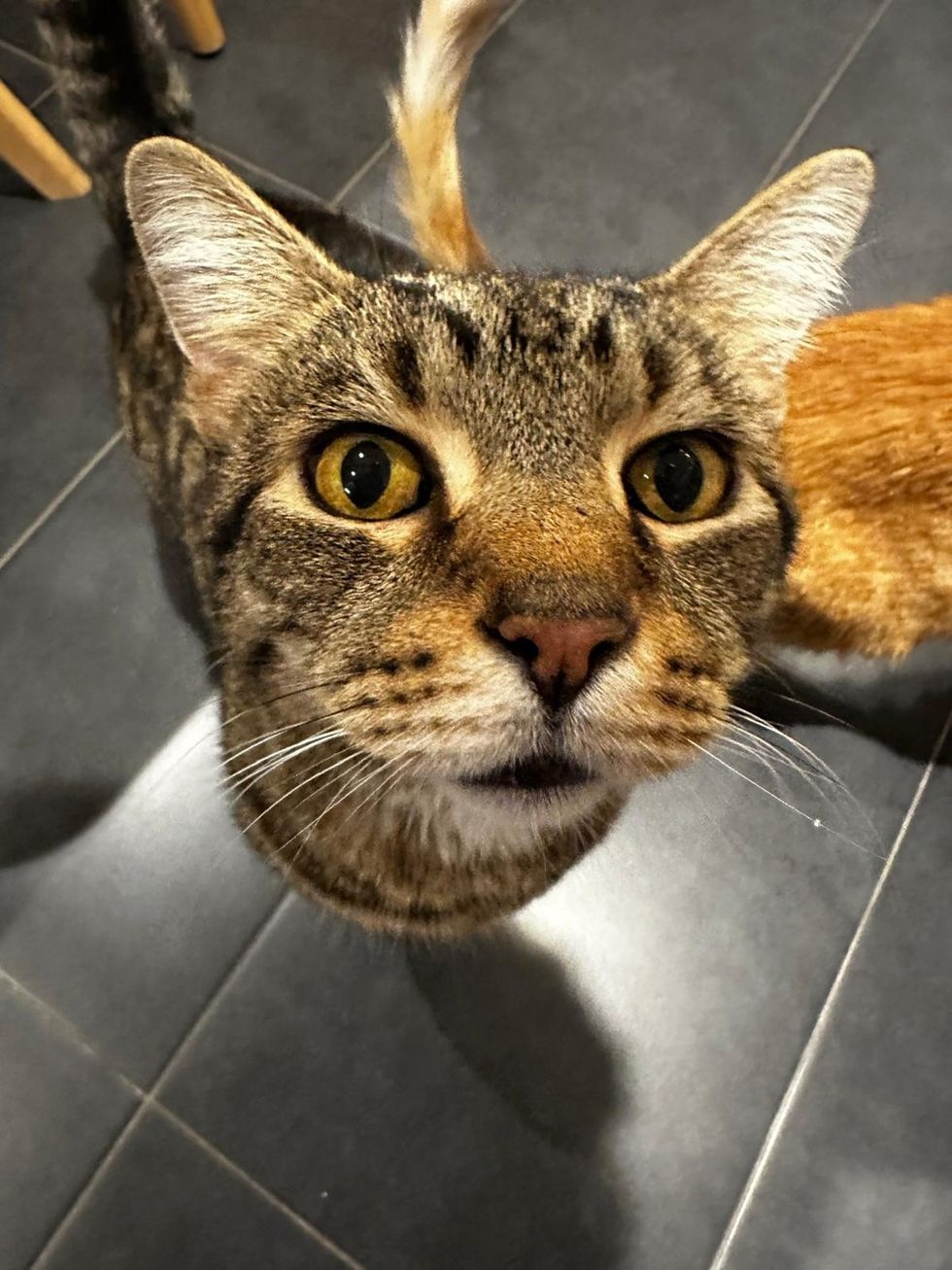 Close-up of Adult Tabby Cat