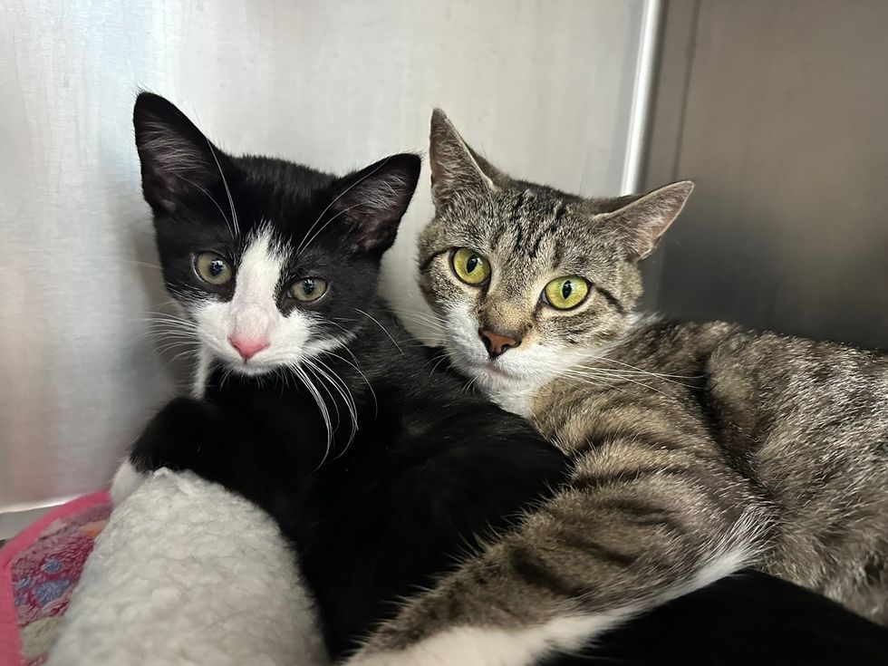 Close up of both cats pressed cheek to cheek