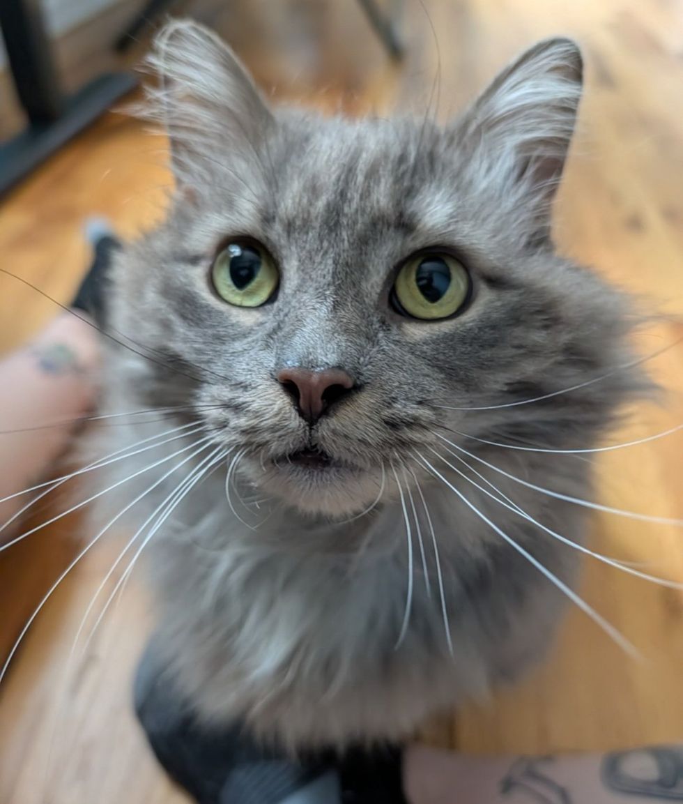 Close-up of gray cats face, whiskers fanned out, looking up toward the camera