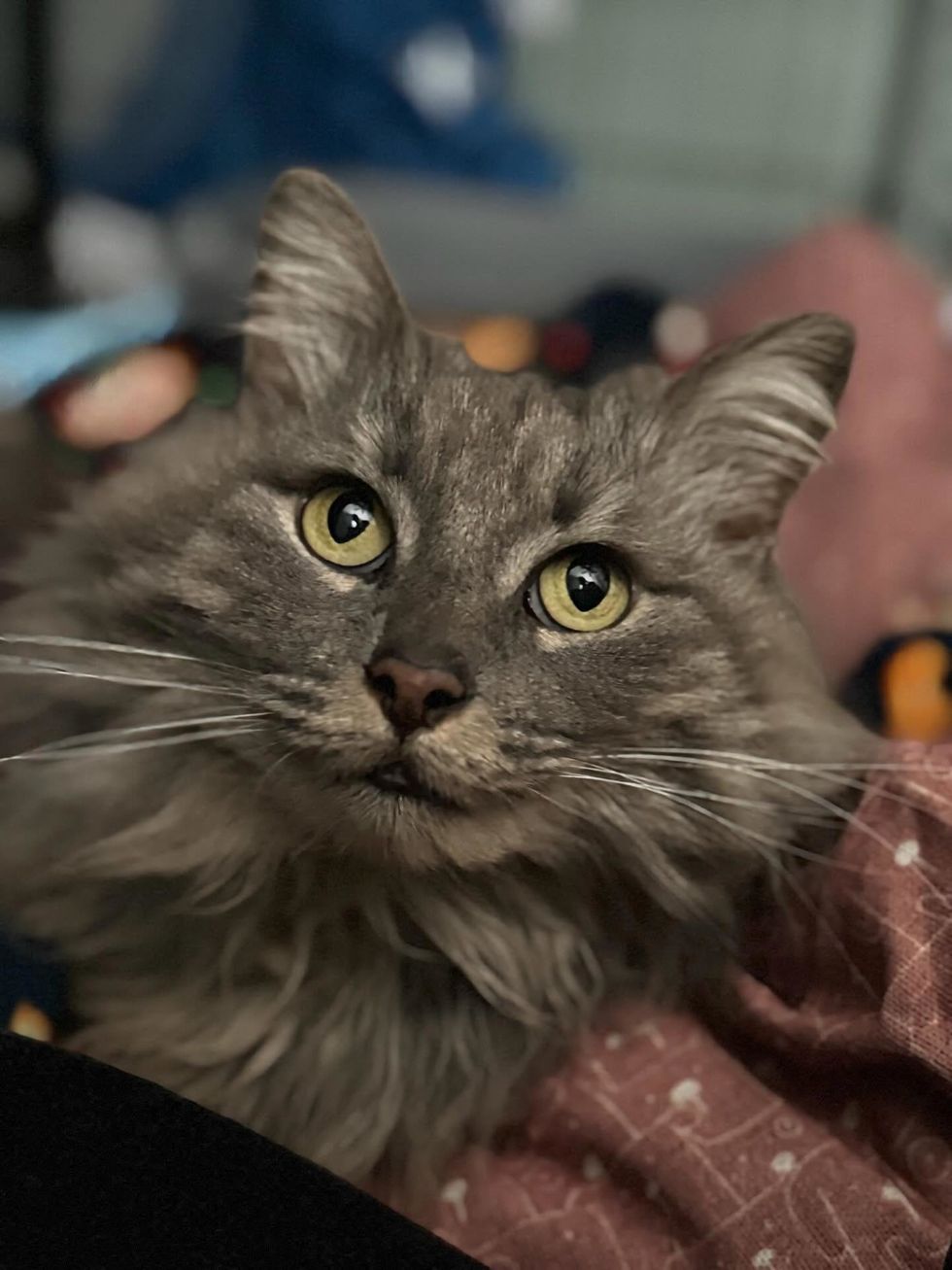 Close-up of gray cats face, whiskers fanned out, looking up toward the camera