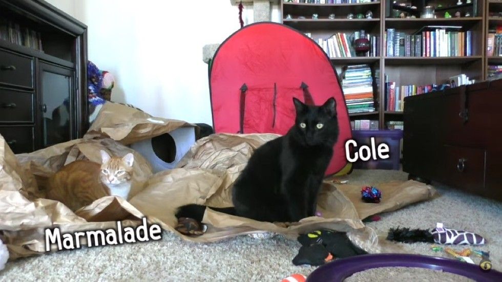 cole and marmalade home alone