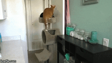 cole and marmalade home alone