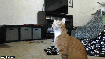 cole and marmalade home alone
