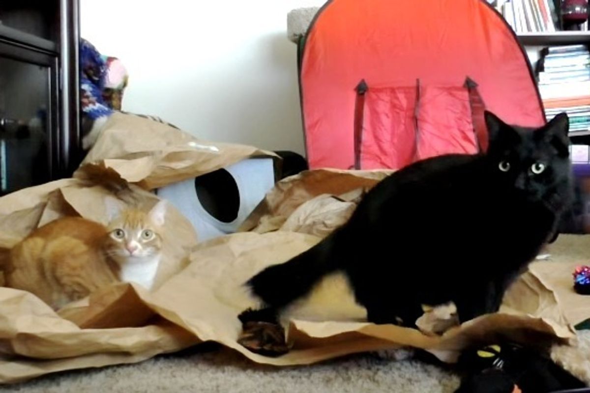 cole and marmalade home alone
