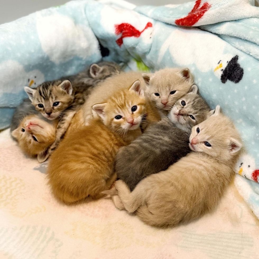 colorful litter of kittens