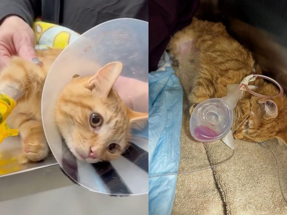 Combined photo of two orange tabby kittens, one wearing a cone and one with a feeding tube, each recovering from surgery.