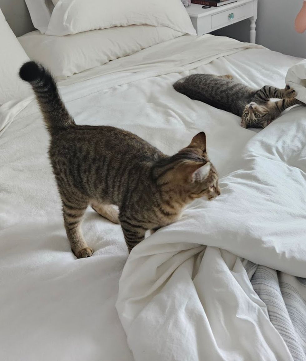 comfortable kittens in their new home